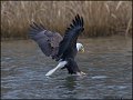 _2SB2414 american bald eagle